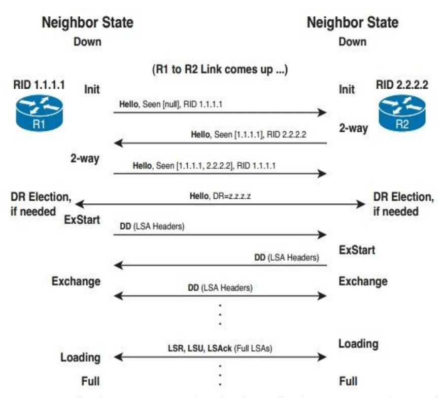 بناء العلاقات ما بين الجيران في بروتوكول OSPF